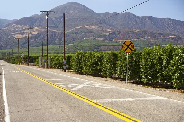 Orange Trees in California — Stock Photo, Image