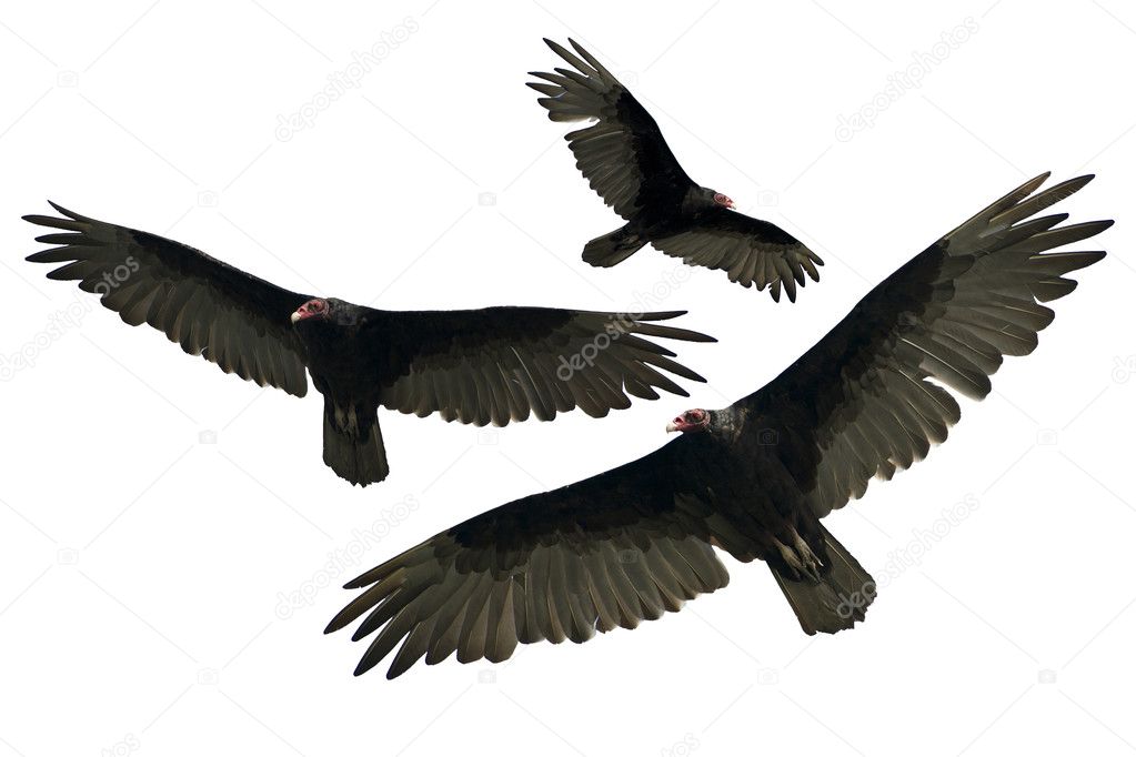 Turkey Vulture Isolated