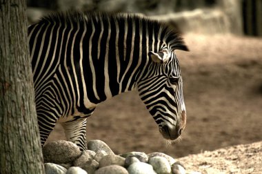 African Zebra clipart