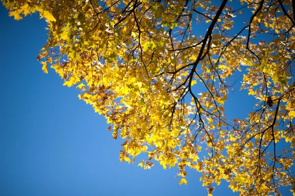 Frunze galbene — Fotografie, imagine de stoc