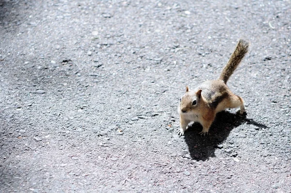 Eichhörnchen — Stockfoto