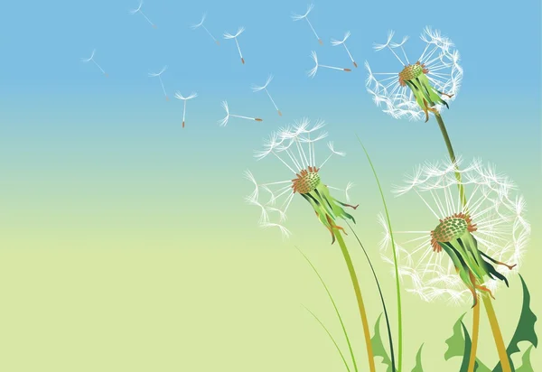 Dandelions Illustration — Stock Photo, Image
