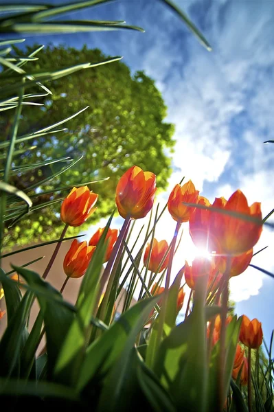 To the Sun - Red Tulips — Stock Photo, Image