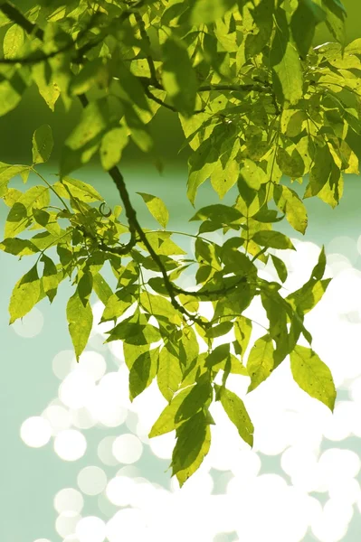 Grüne Sommerblätter — Stockfoto