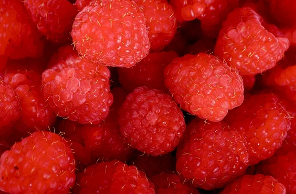 Raspberries Background — Stock Photo, Image