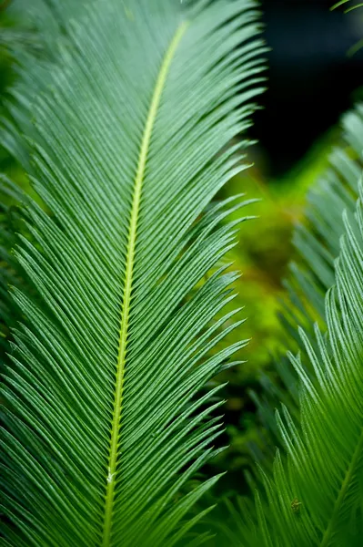 Stora fern leafs — Stockfoto