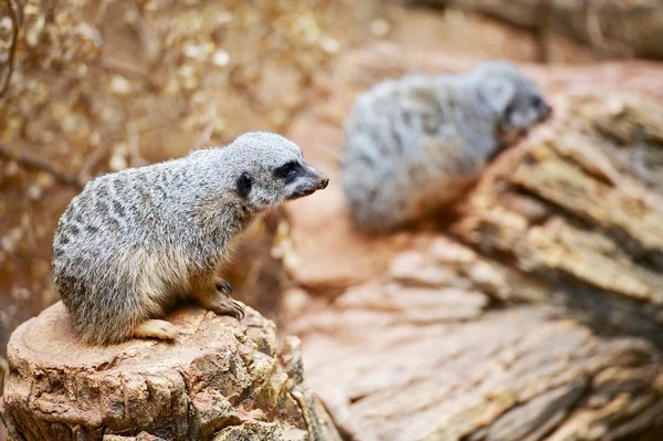 Meerkats — Φωτογραφία Αρχείου