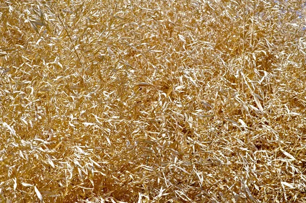 Prairies sèches — Photo