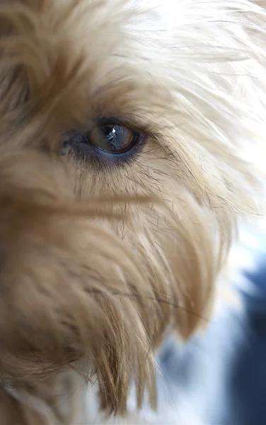 Koiran silmä — kuvapankkivalokuva