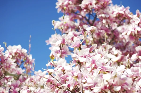 Magnolia bloesem — Stockfoto