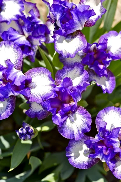 Violet Iris — Stock Photo, Image