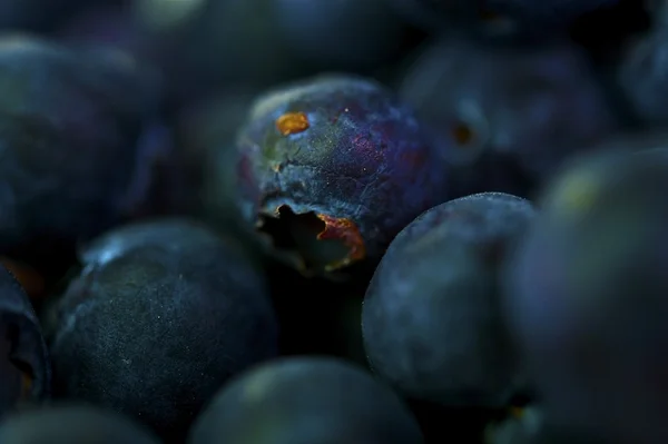 Blueberries Macro — Stock Photo, Image