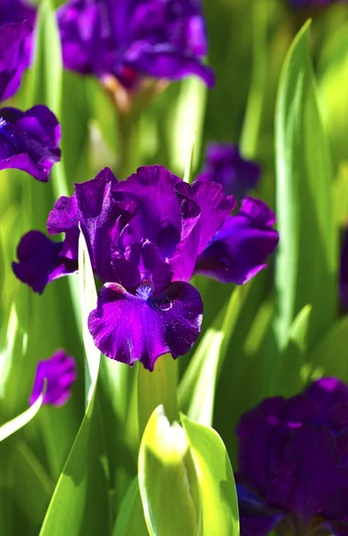 Dark Violet Iris Flowers — Stock Photo, Image