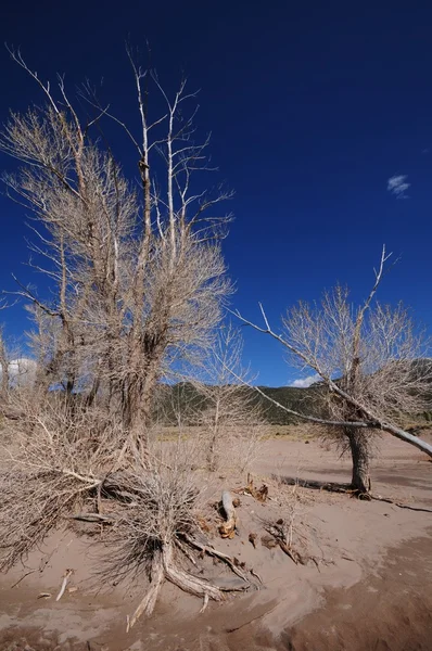 Dead Trees — Stock Photo, Image