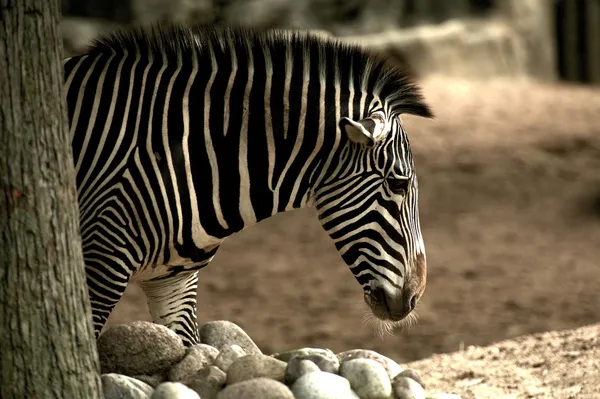 Afrikanisches Zebra — Stockfoto