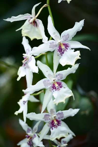 Orchidaceae Flores — Fotografia de Stock