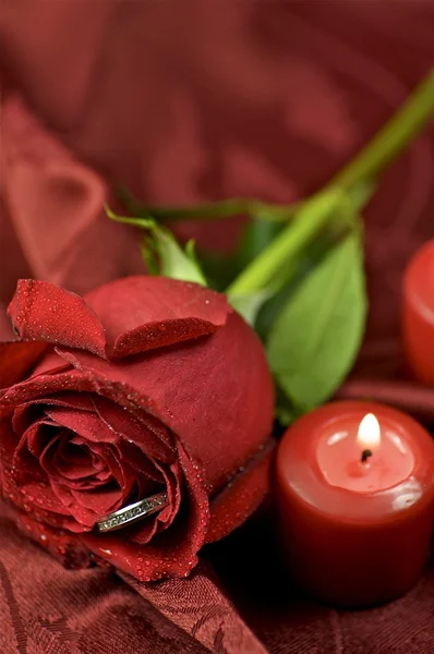 玫瑰订婚 — 图库照片