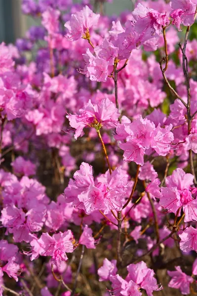 Dark Pink Flowering Tree — Stock Photo, Image
