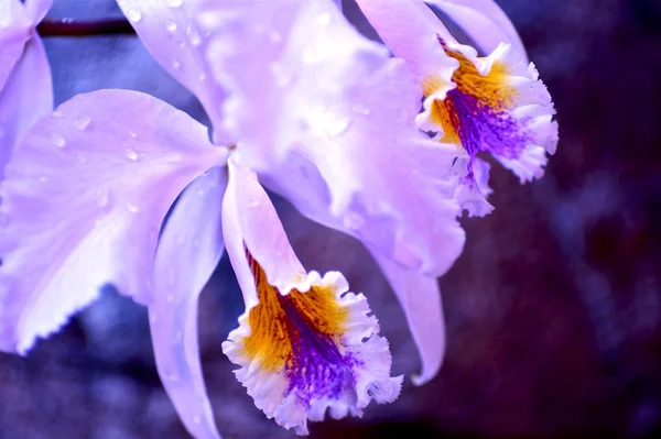 Orquídea de flor — Foto de Stock