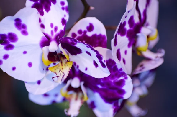 Flores tropicais — Fotografia de Stock