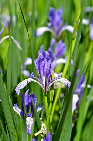Flor da íris azul — Fotografia de Stock
