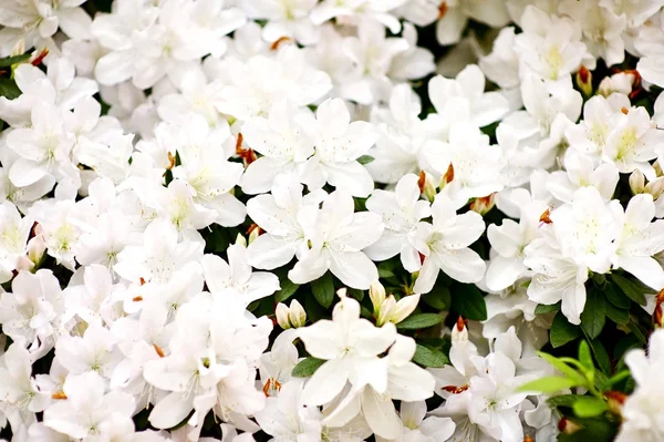 Flores de flor — Fotografia de Stock