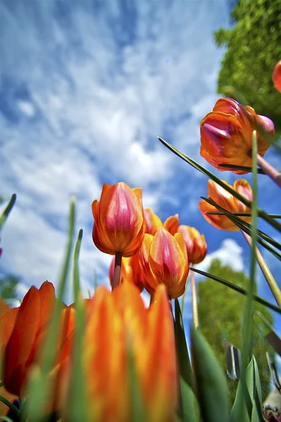 Fecho das tulipas — Fotografia de Stock