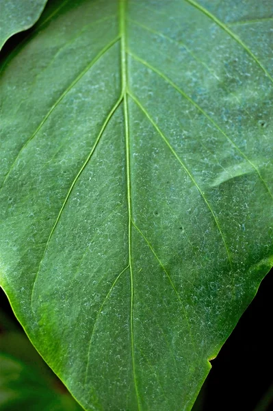 Hoja verde grande — Foto de Stock