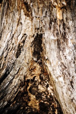 Eski ağaç kabuğu dokusu