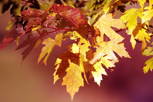 Autumn Background — Stock Photo, Image