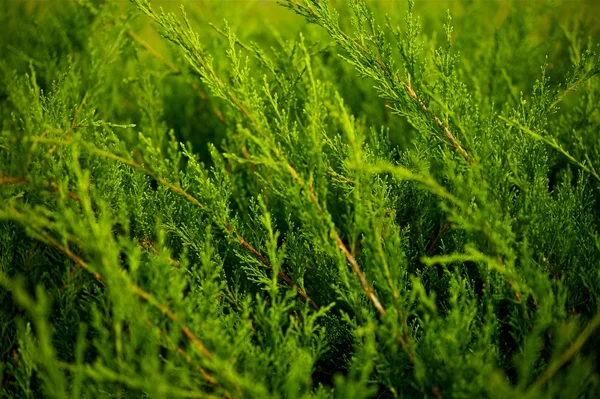 Ramos de plantas verdes — Fotografia de Stock