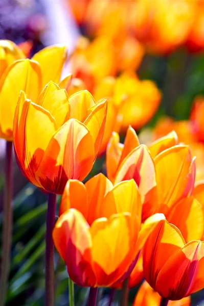 Тусклые тюльпаны — стоковое фото