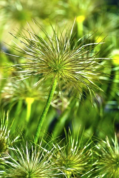 Coisas de Vida Verde — Fotografia de Stock