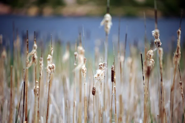 コロラド州の植物相 — ストック写真
