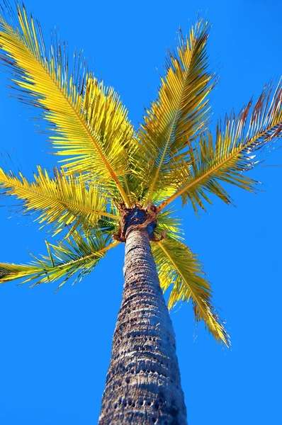 Cielo tropical — Foto de Stock