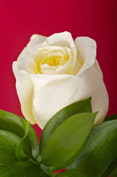 Сливочная роза — стоковое фото