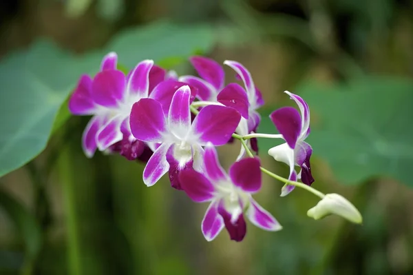 Pink Orchidee — Stock Photo, Image