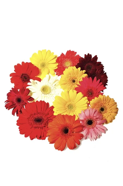 Gerberas Bouquet — Stock Photo, Image