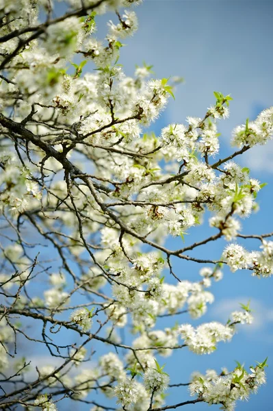 Bílé květy větve — Stock fotografie