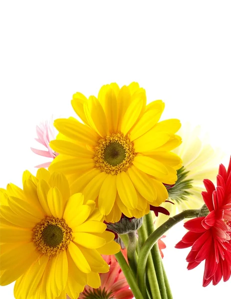 Yellow Gerberas — Stock Photo, Image