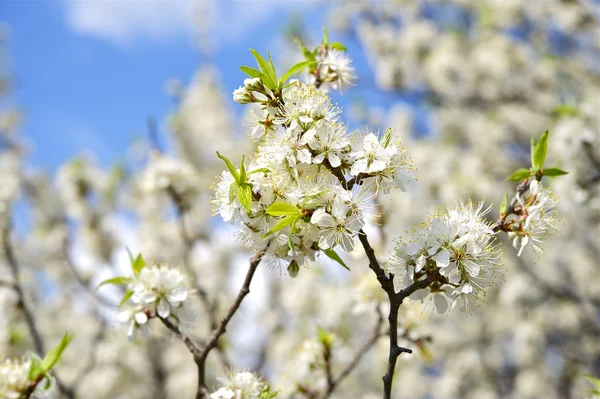 Wild pruim takken — Stockfoto