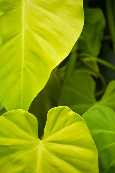 Tropical Leafs — Stock Photo, Image