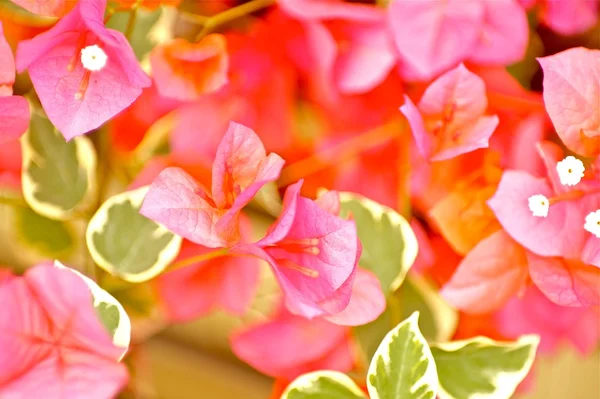 Pinky Plants -Flowers — Stock Photo, Image