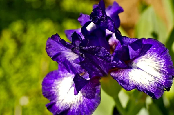 Violet Iris Flowers — Stock Photo, Image