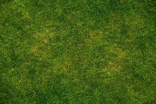 Grass texture bakgrund — Stockfoto