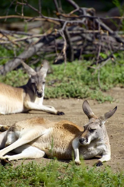 Twee kangoeroes — Stockfoto