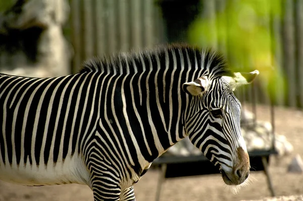 Giovane zebra — Foto Stock