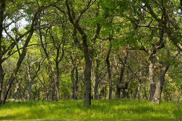 短い木の森林 — ストック写真