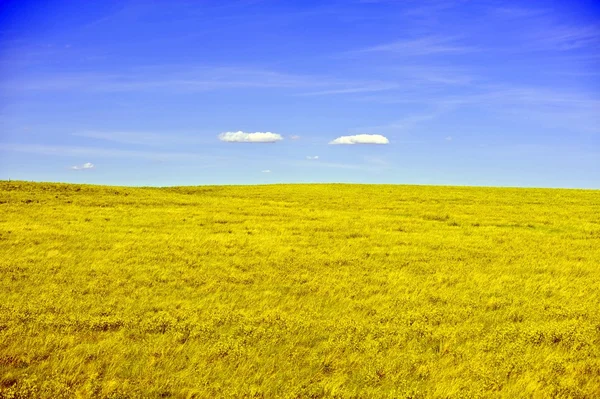 Prato giallo — Foto Stock