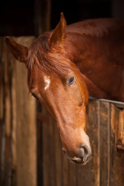 Horse Profile — Stock Photo, Image